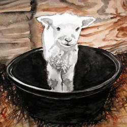 Lamb Lamb